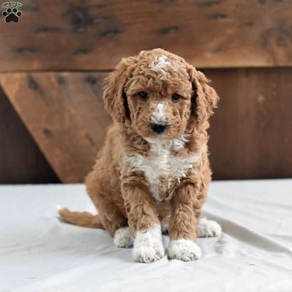 Kourtney, Mini Labradoodle Puppy